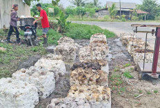 Harga Karet Anjlok, Produksi Petani OKUTimur Terancam Turun