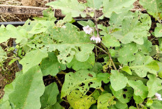 Kumbang Bintik Serang Tanaman Terong di Agrowisata Pulo Mas Empat Lawang