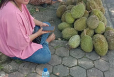 Lubuklinggau Banjir Durian, Harga Murah Membanjiri Pasar, Stok Melimpah, Pembeli Pun Melonjak!