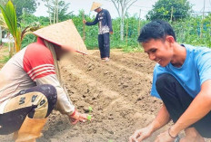 Kembali Tanam Bayam dan Nanas