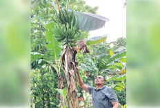 Jadi Makanan Sehat untuk Diet 