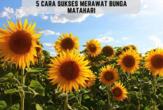 5 Cara Sukses Merawat Bunga Matahari, Pemula Wajib Tau!
