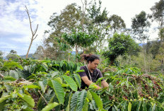 Penghasil Kopi Robusta di Sumatera Selatan, Ini Produksi dan Sentra Perkebunan