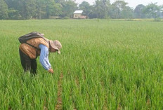 Petani Lubuk Seberuk Gunakan Pompa Air untuk Hadapi Kemarau