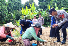 Desa Tanjung Agas Tanam Jagung 1 Hektare
