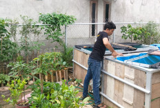 Kebun & Kolam Patin di Pekarangan Rumah