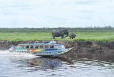 30 Ekor Gajah Liar,  Magnet Wisatawan Kunjungi Desa Air Gading di Banyuasin Sumsel, Oleh-Oleh Kopi Liberica 