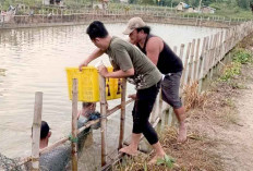 Terkendala Tingginya Harga Pakan, Harapkan Bantuan Mesin Penggiling Pakan