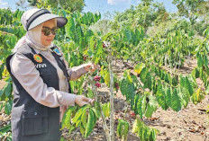 Kabupaten Lahat Penghasil Kopi Robusta di Sumatera Selatan, Ini Produksi dan Sentra Perkebunan