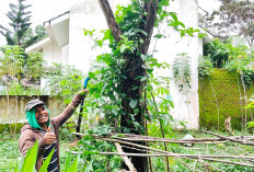 Manfaatkan Lahan Kosong Tanami Markisa, Sudah Siap Panen