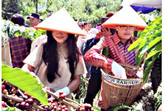   Pemkab Lahat Optimistis Komoditas Lada dan Kopi Dongkrak Ekonomi Petani