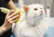 8 Tips untuk Pemula dalam Mengatasi Rontoknya Bulu Kucing