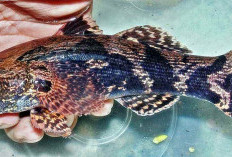 Keunikan dan Manfaat Ikan Betutu: Si Ikan Malas yang Kaya Khasiat!