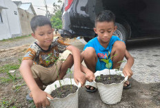  Ajarkan Cinta Lingkungan sejak Dini, Anak-Anak Belajar Tanam Cabai