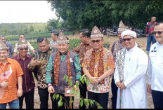 Icon dan Komoditi Baru Sumsel, Budidaya Pohon Gaharu Sumatera