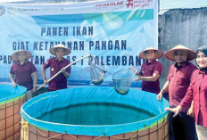 Rutan Palembang Panen Perdana Budidaya Ikan Lele dari Warga Binaan, Ini Hasilnya