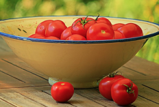 Mau Tanaman Tomat yang DItanam Rasanya Manis, Yuk Ikuti Langkah-Langkahnya