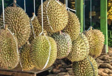 Muara Enim, Bukan Hanya Batubara! Kini Jadi Penghasil Durian Terbesar di Sumatera Selatan. Mantap Nian!