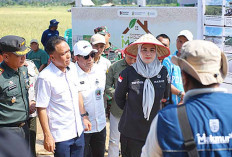 Pusri Gelar Panen Raya Padi di Bangka Selatan, Produktivitas Capai 8 Ton per Hektare