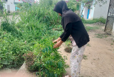 Meski tak Banyak, Berikan Manfaat