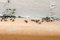 7 Bahan Alami Ini Ampuh Usir Semut di Rumah, Bikin Semut Kabur dan Tak Kembali Lagi