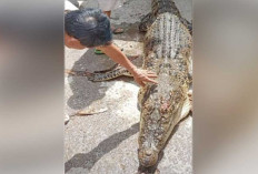 Masuk Jaring Warga, Buaya Sepanjang Tiga Meter Ditemukan Kondisi Lemas