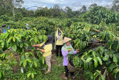 Tak Hanya Jadi Minuman, Olah Kopi jadi Beragam Olahan, KUPS Binaan PT Pusri