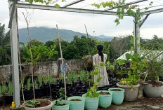 Atap Rumah Disulap Jadi Kebun Sayur, Hemat & Sehat!