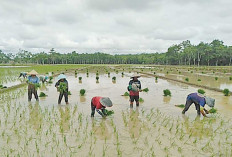 Sumsel Sasaran Program Cetak Sawah,  Kementan Target 3 Juta Hektar Dalam 4 Tahun