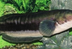 Ikan Ini Bisa HIdup dengan Kandungan Oksigen Minim