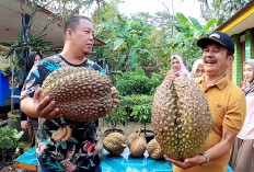 Bobotnya Capai 15 Kg, Harga Durian Bawor Capai Jutaan Per Buahnya