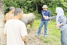 Wabah Ngorok Serang Puluhan Kerbau, Picu Mati Mendadak, Terjadi di Kabupaten Lahat