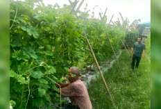 Petani Indralaya Ganti Timun Jadi Pare, Panen Lebih Cepat dan Hemat