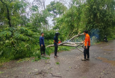  Awas, Jalan Poros Empat Lawang Rawan Pohon Tumbang