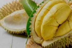 Jangan Berlebihan Makan Durian, Ini 4 Dampak Negatifnya