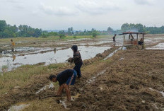 Kepemilikan Lahan dan Akses ke Agen Jadi Hambatan Petani Beralih dari Padi ke Komoditas Alternatif