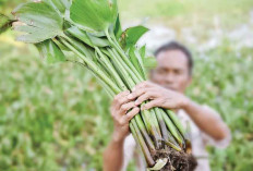 Tekan Ledakan Populasi Eceng Gondok di Sungai Musi, Berdayakan Pemuda, Olah Jadi Bantal hingga Pewangi 
