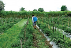 Musim Hujan, Rawan Terserang Antraknosa