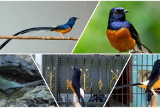 Rahasia Sukses Pemelihara Murai: Ini 7 Tips Perawatan Lengkap untuk Burung Murai Batu Gacor