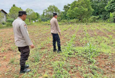 Cek Tanaman Jagung, Ditanam Sudah 1,5 Bulan, Tinggi Rata-Rata 30 cm