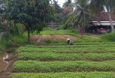 Berikan Manfaat Ekonomi Nyata, Tanam Bayam di Pekarangan