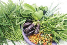  Jadikan Pekarangan Kebun Sayur Mandiri, Panen Segar di Halaman Sendiri
