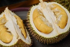 Awas, Efek Negatif Durian, Manisnya Terselip Bahaya, Loh! Apa Saja?