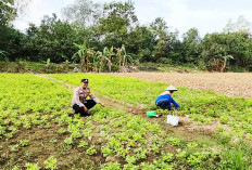 Lahan Tak Produktif Jadi Kebun Kacang Tanah, Sejalan dengan GSMP, Tingkatkan Pendapatan Keluarga
