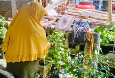 Warga Serigeni Lama Kayuagung Manfaatkan Pekarangan Rumah untuk Tanam Cabai dan Nanas
