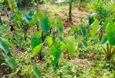 Sulap Samping Rumah Jadi Kebun Talas