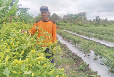 Harga Mulai Naik, Petani di Kabupaten Ogan Ilir Semangat Tanam Cabai 