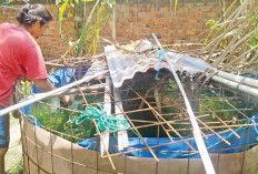 Budidaya Ikan Lele, Menghasilkan Pundi Rupiah, Manfaatkan Kolam Terpal di Belakang Rumah 