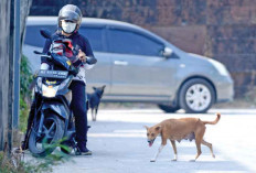 Vaksinasi dan Sterilisasi 70 Persen Populasi HPR