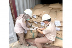 Lolos Uji Karantina, Kopi Robusta Pagaralam Tembus Pasar Australia